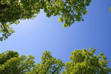 Alley of horse chestnuts against the blue sky. Green trees in the spring. Clear sky.