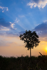 Fototapeta na wymiar Sun rises behind guatemala tree in Guatemala.