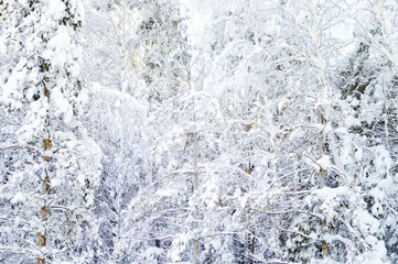 Fototapeta premium Winter forest. Beautiful winter landscape.