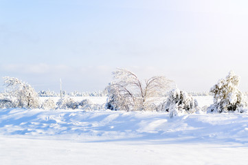 Winter forest. Beautiful winter landscape.