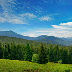 Beautiful pine trees on background high mountains.