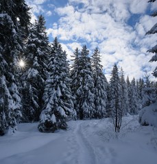 Solar rays pass through the trees in winter