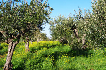 Olives tree, yellow flowers field