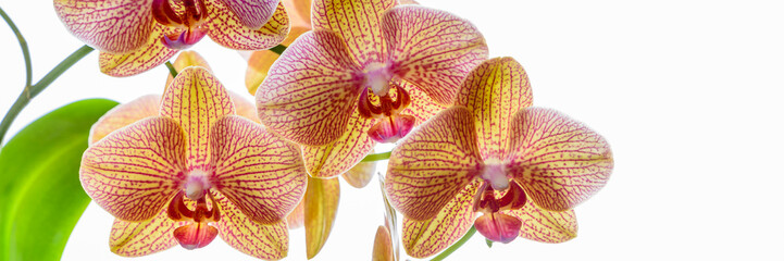 Gelbe Phalaenopsis Orchidee - Banner