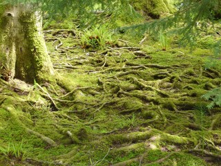 Moss forest