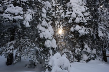 Rays pass through tree branches in winter