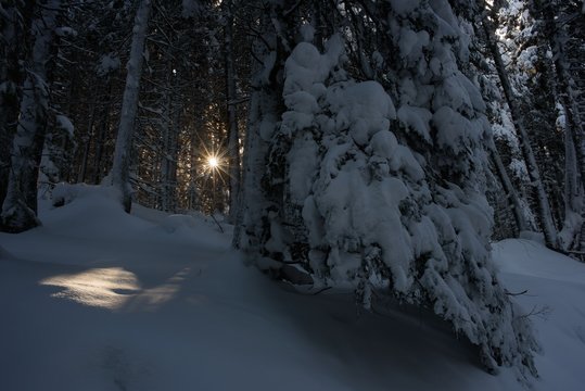 Rays pass through tree branches in winter