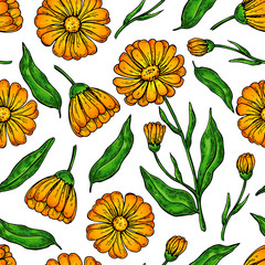 Calendula seamless pattern. Isolated medical flower and leaves. 