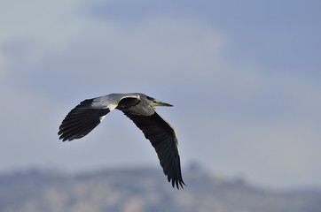 Fototapeta na wymiar Grey Heron (Ardea cinerea), Greece