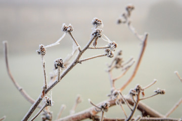 Frozen Branches
