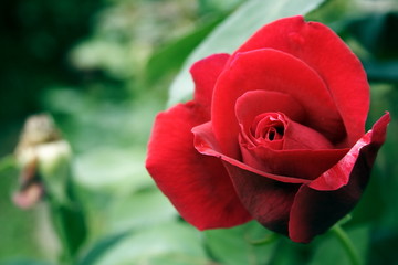 Red Rose 'Mister Lincoln'