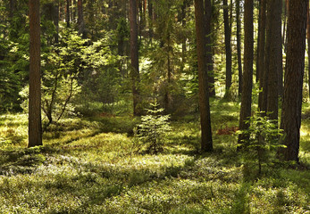 Landscape near Gorecko Koscielne. Poland