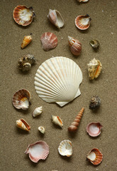 Fototapeta na wymiar pile of seashells on the sand