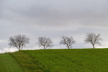 Fototapeta na wymiar Obstbäume im Winter