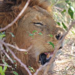 Fototapeta premium Wild Adult Male East African Lion - Scientific name: Panthera leo melanochaita - Resting under a Tree during the Heat of the Day