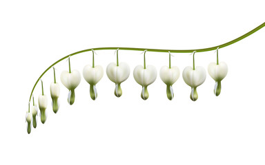 Realistic Dicentra, background, line, branch. Symbol of love and marriage.