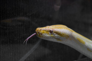 Kopf einer züngelnden Abgottschlange