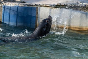 Kalifornischer Seelöwe im Wasserbecken