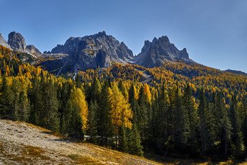 Fototapeta premium Tree, meadow and Monte Lagazuoi