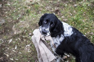 springer spaniel in the garden