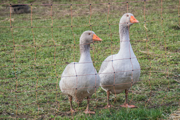 Gänse