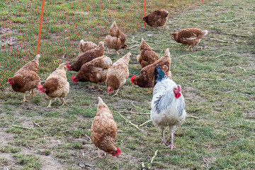 Freilaufende Hühner