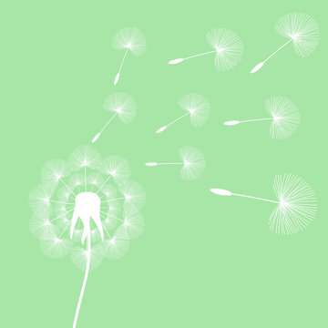 white dandelion seeds wind summer flying fluffy illustration on a light green background vector