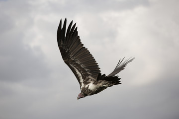 Low angle view of bird flying against cloudy sky