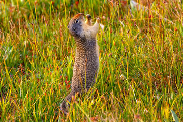 cute gopher standing eating grass