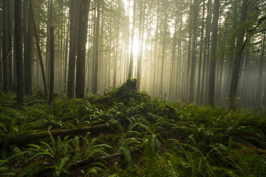 Scenic view of trees in forest during fog at Cascade National Park
