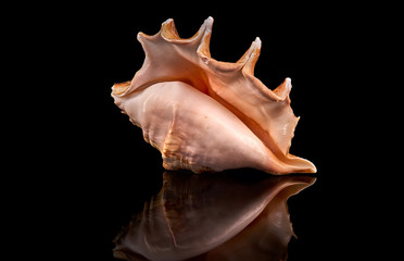 Fototapeta na wymiar Sea seashell on a black background.