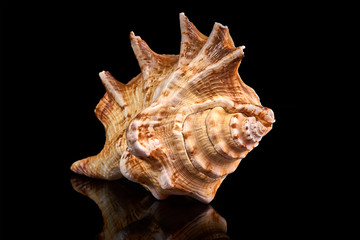 Sea seashell on a black background.