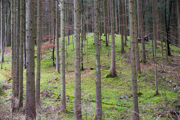 Fichtenwald mit kahlen St&auml;mmen und Moosboden