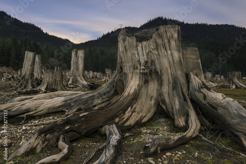 tree stumps against mountains stock photo and royalty free images