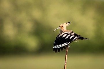 close up Eurasian Hoopoe