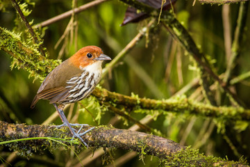 Standing Chestnut-crowned Antpitta
