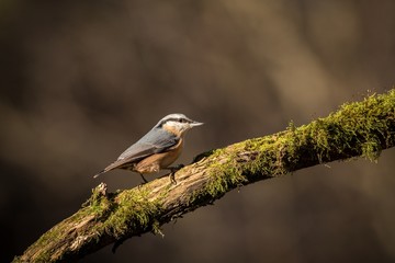 close up Wood Nuthatch