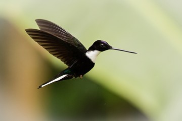 Flying Collared Inca