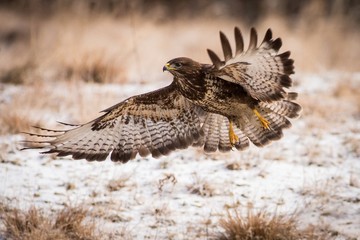 Flying buzzard