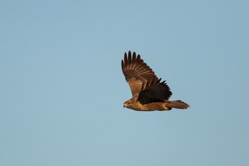 Flying buzzard