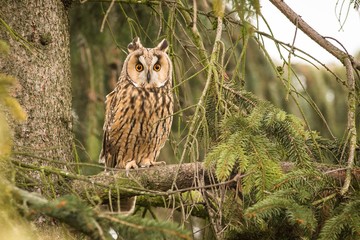 Close-up Long-eared Owl