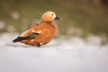 Ruddy Shelduck