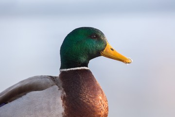 close up Mallard