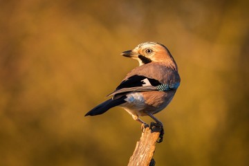 Bird jay