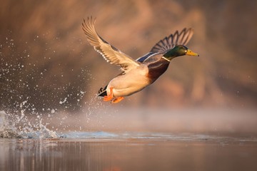 close up flying Mallard