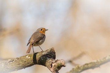 European Robin