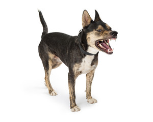 Funny photo of dog with mouth open and teeth showing, in mid bark or sneeze