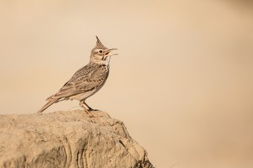 close up Crested Lark