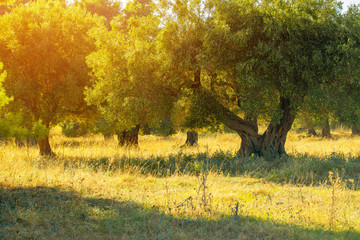 Olive grove at sunset. Olive trees grow on the meadow in the rays of the sun.