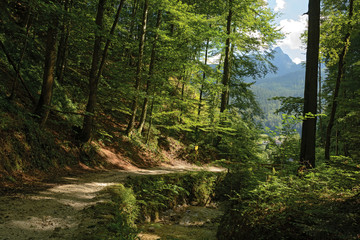 Pathway in alpine forest along creek ravine